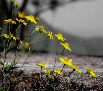 Yellow_Glory-wallpaper-9236114